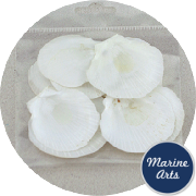 8423-P8 - Craft Pack - Thai Moon Scallop Shells